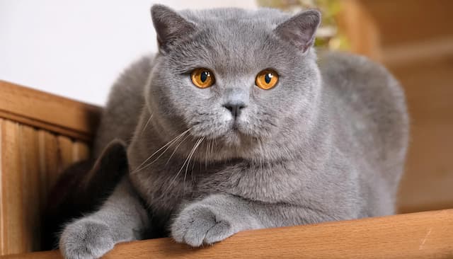 Tudo Sobre o British Shorthair: História, Características e Cuidados