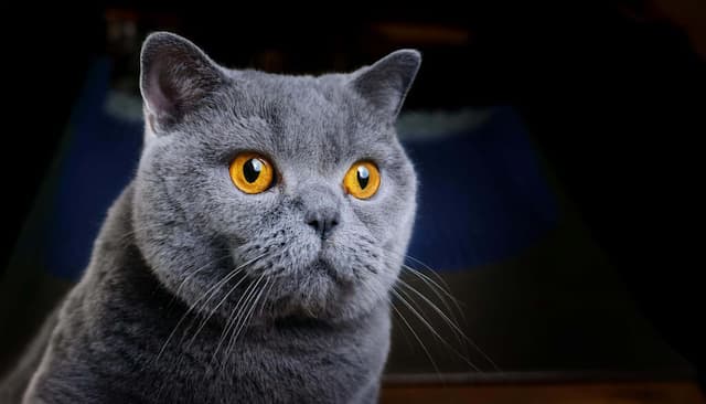 As Características do British Shorthair