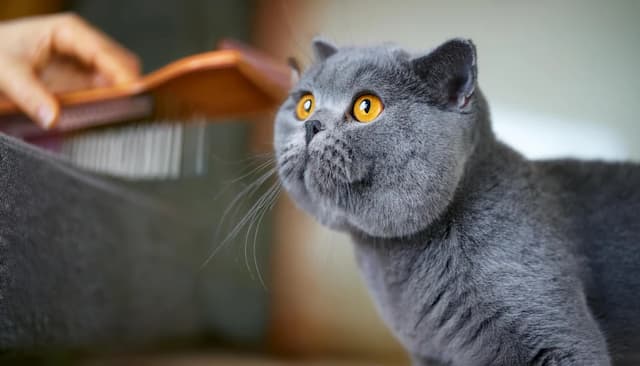 Cuidados com o British Shorthair