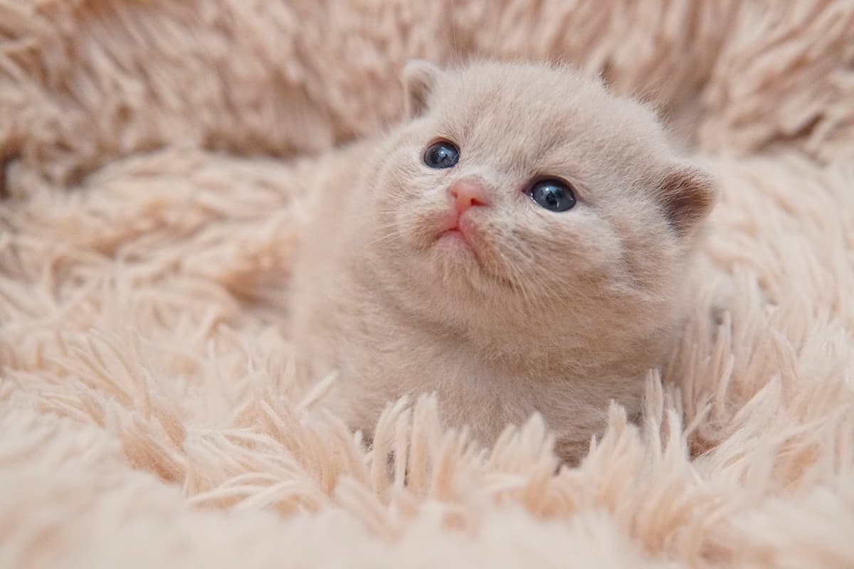 Filhote de gato lilac deitado olhando para cima