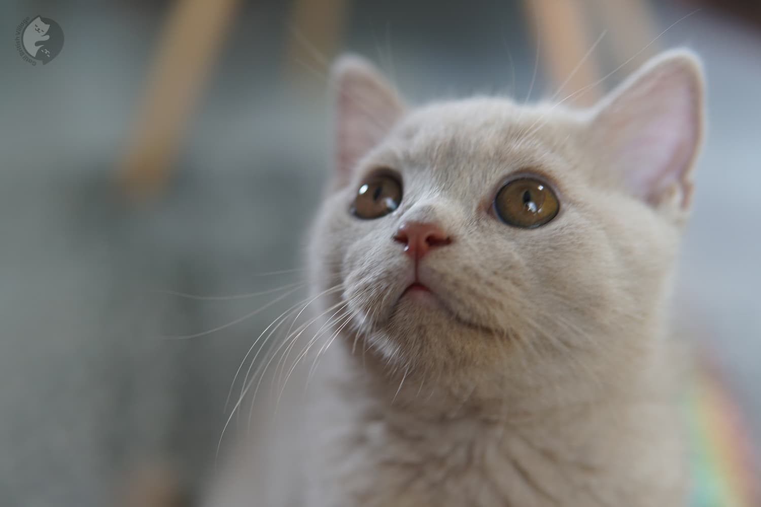 Filhote observando para o alto