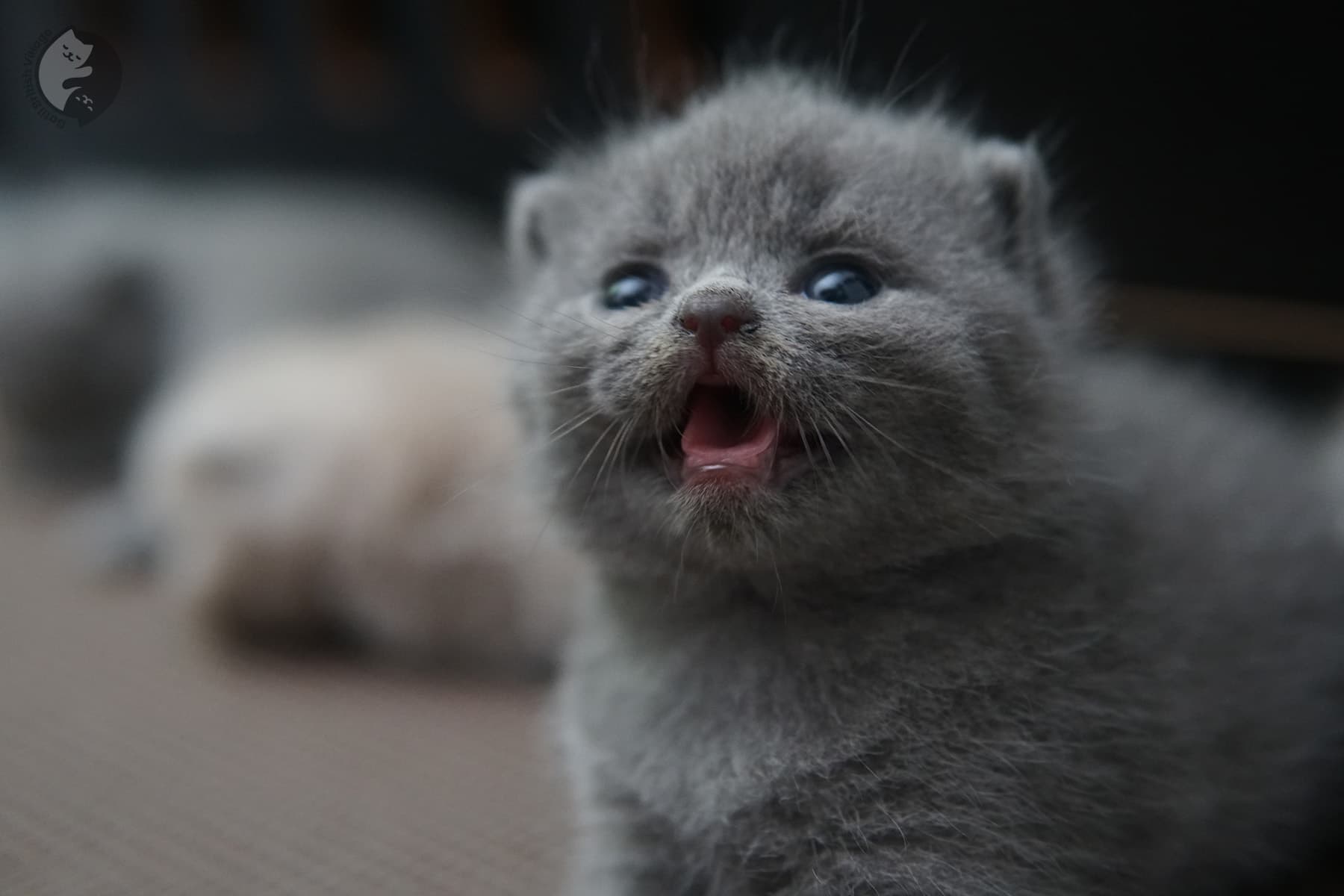 Filhote British Shorthair blue explorando - foto 1