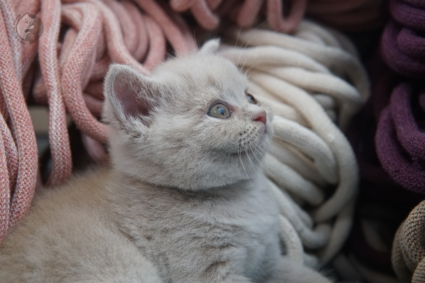 Filhote muito fofo de British Shorthair - foto 8