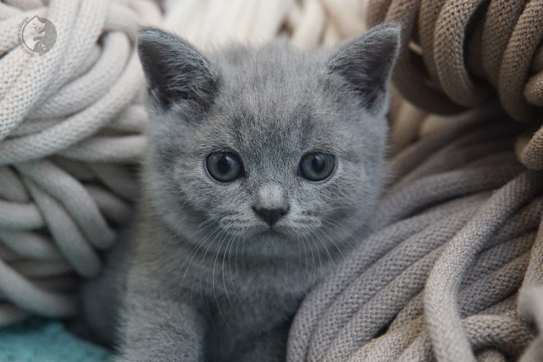 Filhotes recém-nascidos de British Shorthair - foto 12