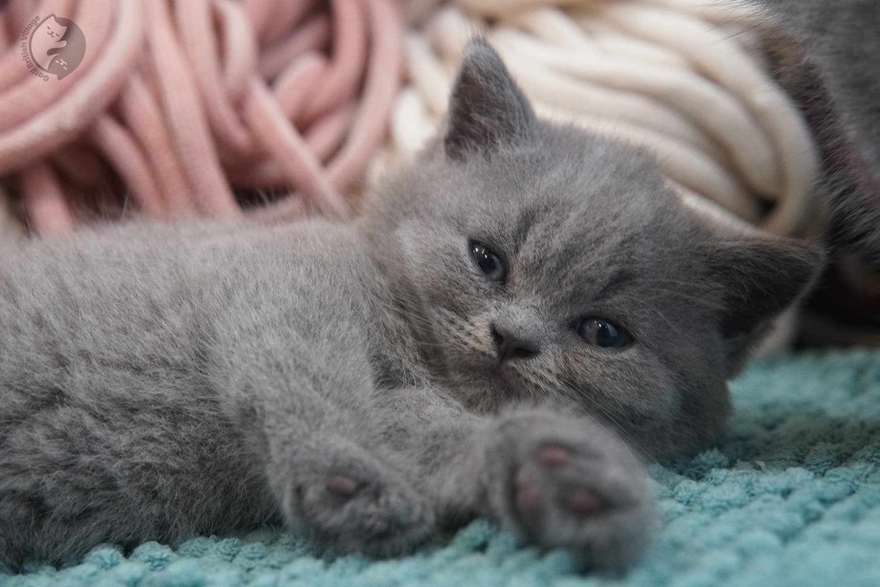 Gatinha fêmea elegante da raça British Shorthair - foto 15