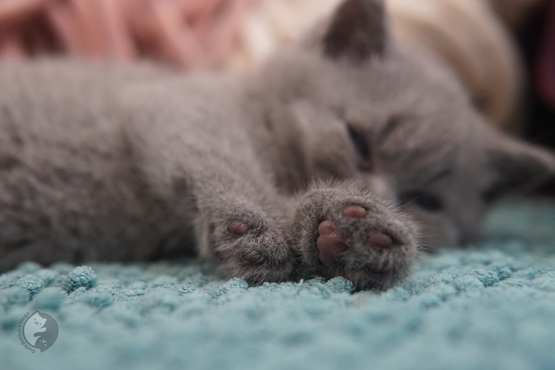 Filhote lilac British Shorthair fêmea - foto 16