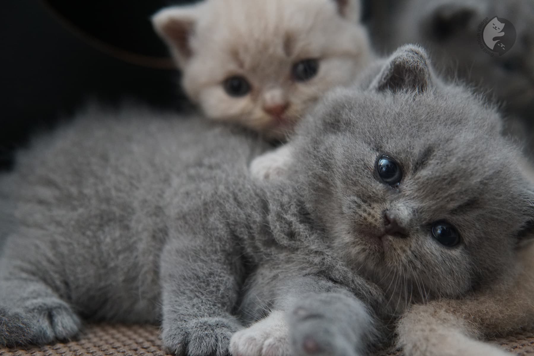 Gatinho fofo da raça British Shorthair - foto 24