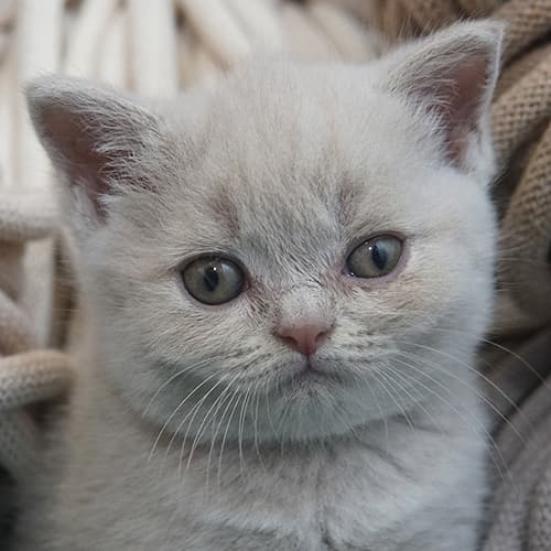 Dora