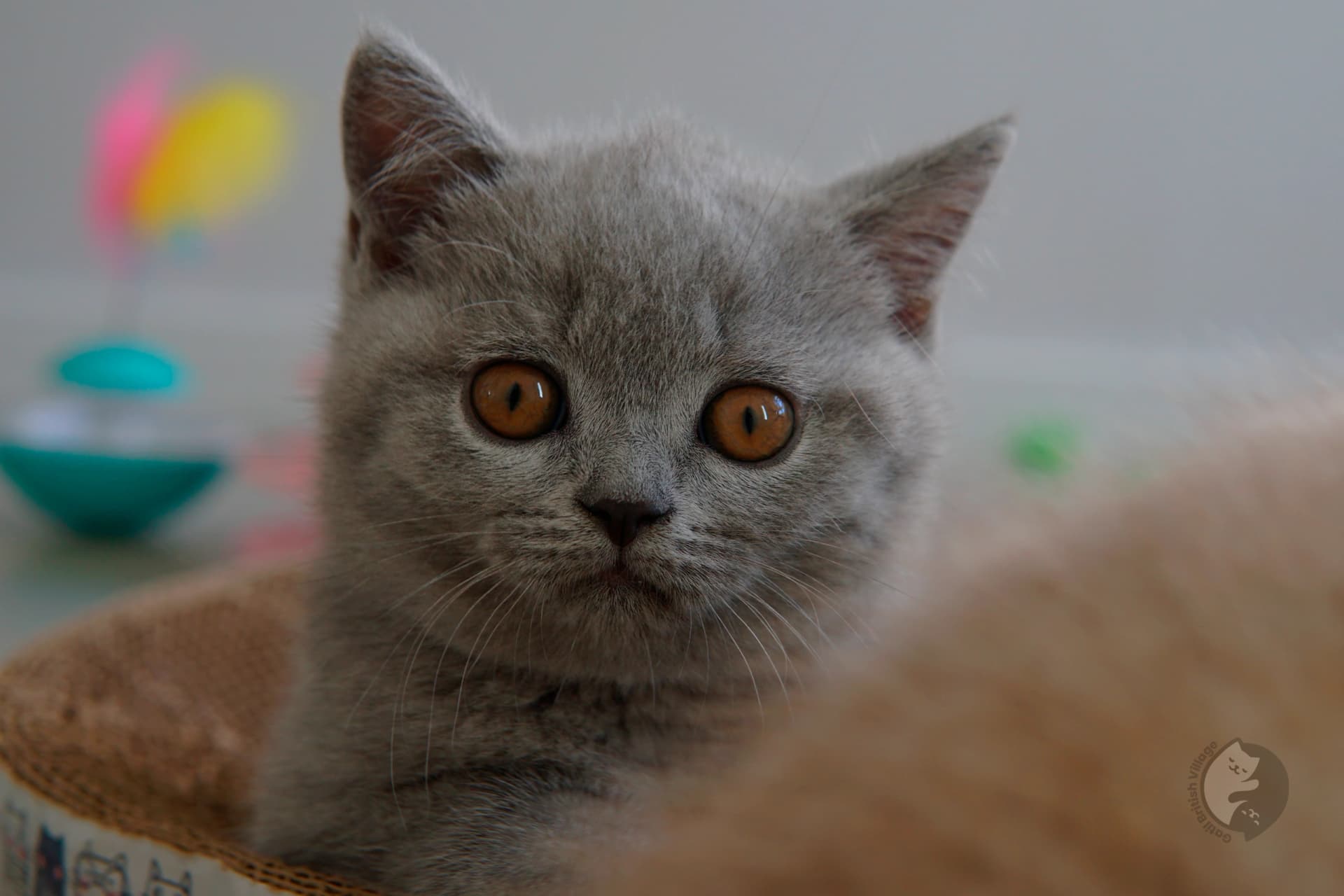 Filhote British Shorthair lilac enrolado na manta rosa clara, sob luz natural suave