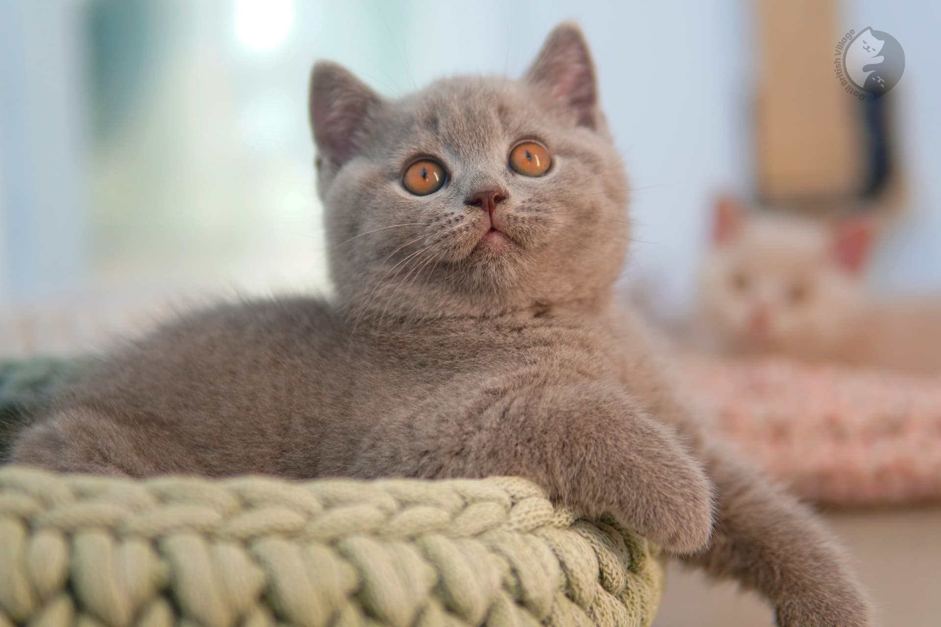 Filhote British Shorthair blue enrolado na manta rosa clara, em estúdio com fundo neutro
