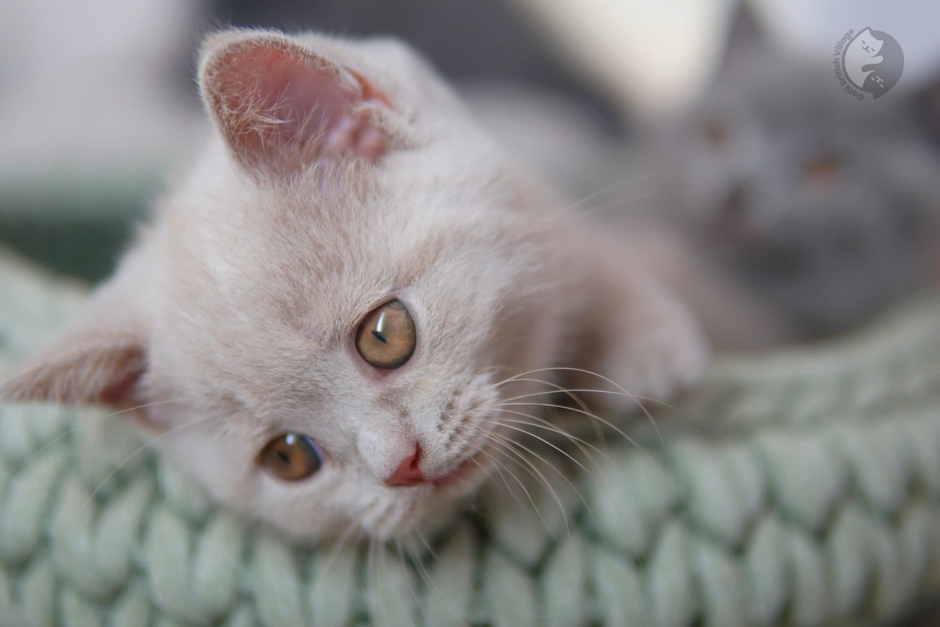 Filhote British Shorthair lilac cheirando o ambiente curioso, em estúdio com fundo neutro
