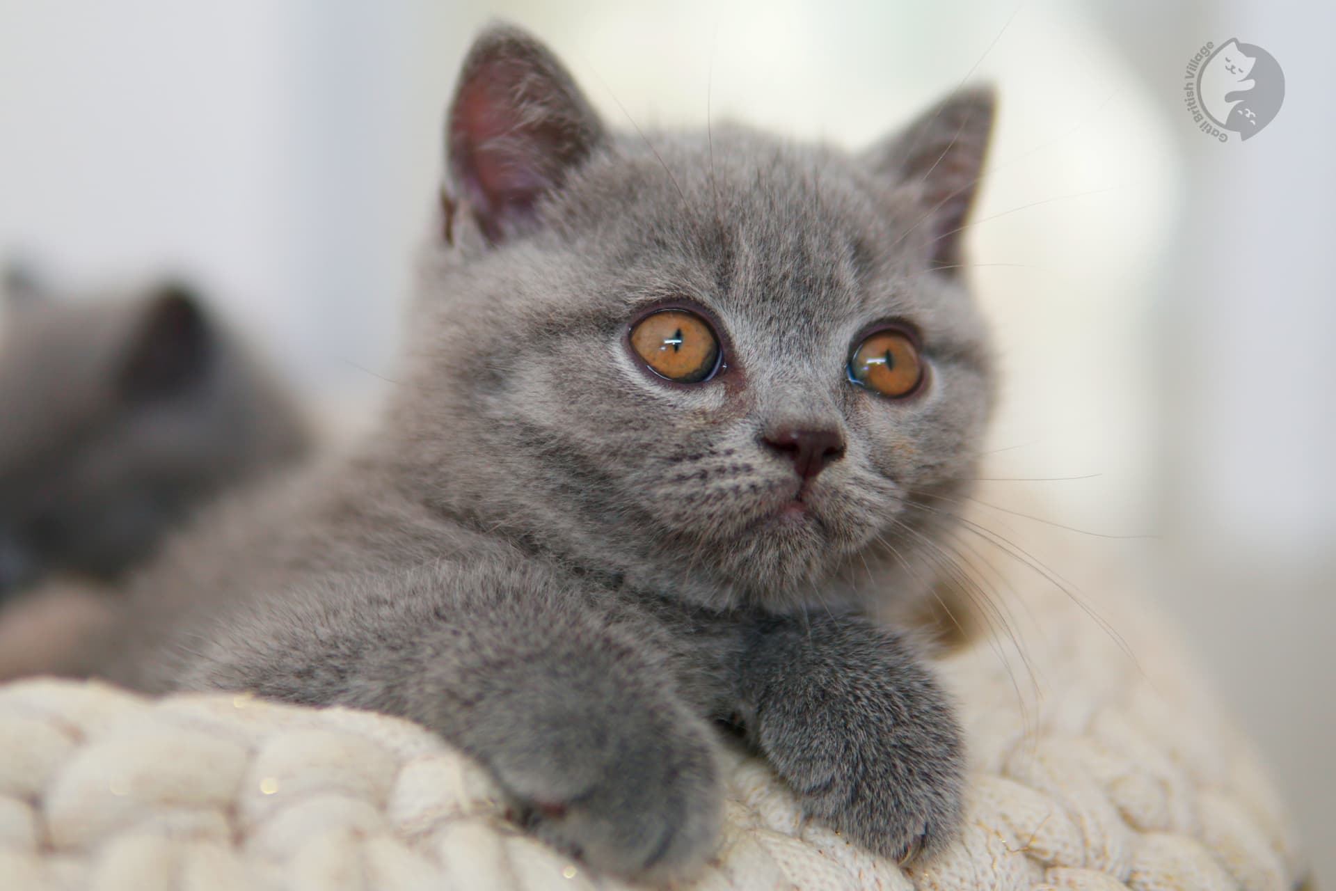 Filhote British Shorthair blue sentado sobre manta de algodão, em posição relaxada e tranquila