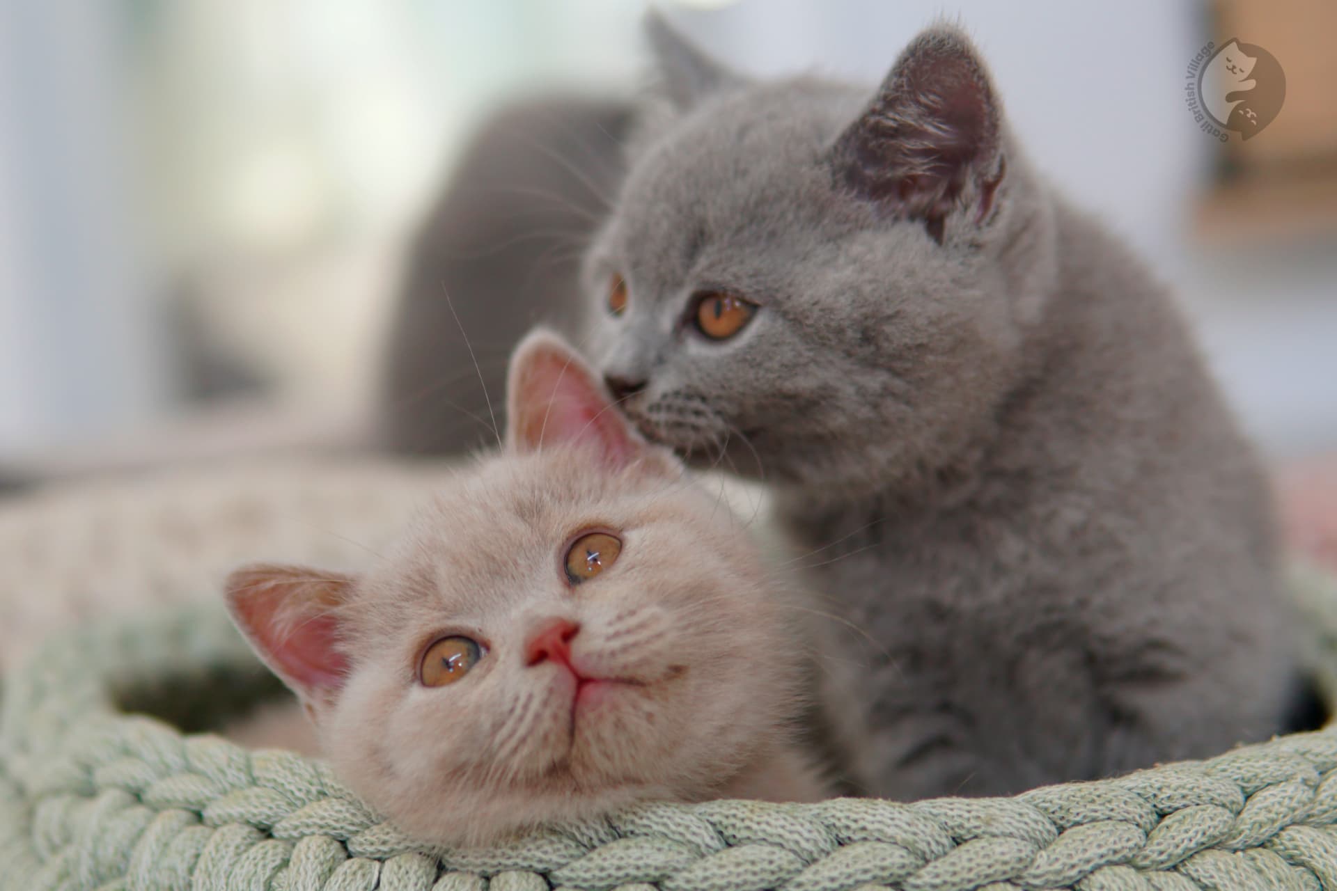 Filhote British Shorthair blue enrolado na manta rosa clara, no cenário de inverno com tons pastel