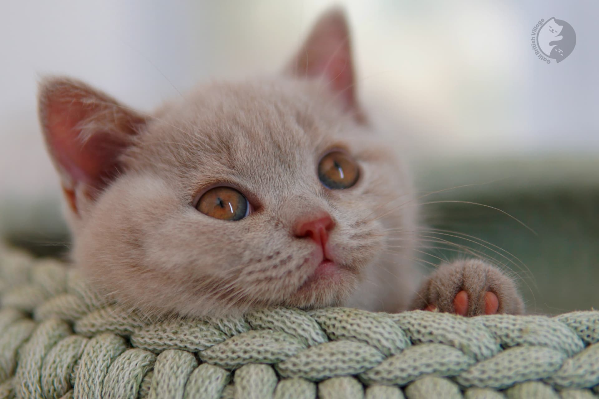 Filhote British Shorthair blue olhando diretamente para a lente, com bigodes bem visíveis