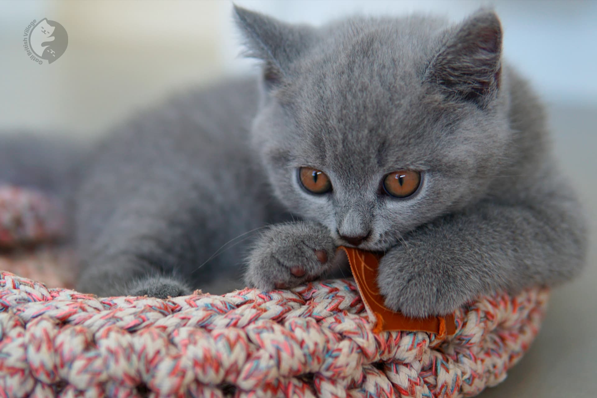 Filhote British Shorthair blue olhando diretamente para a lente, ao lado de outro filhote