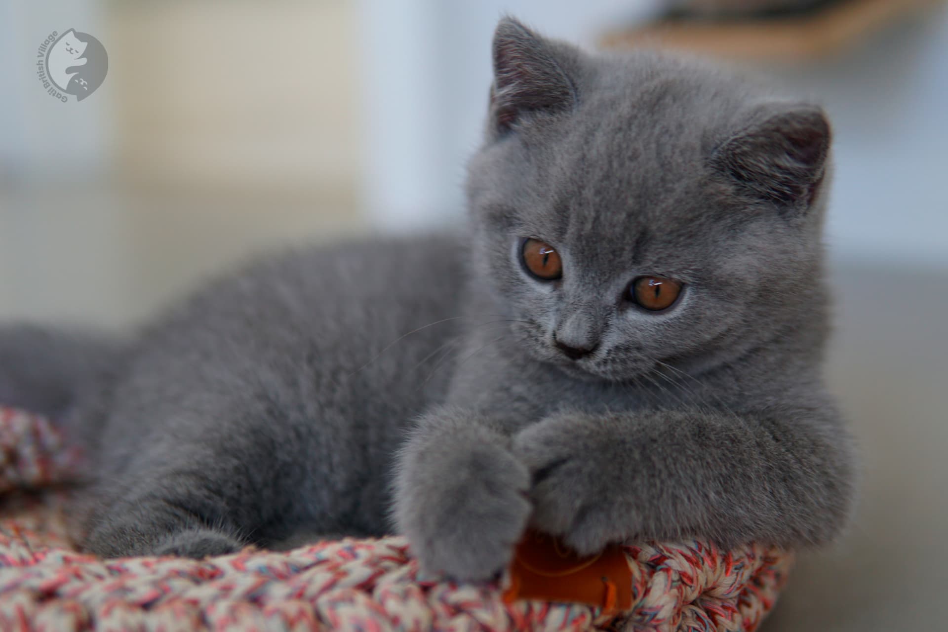 Filhote British Shorthair lilac enrolado em manta de tricô, com olhos semiabertos