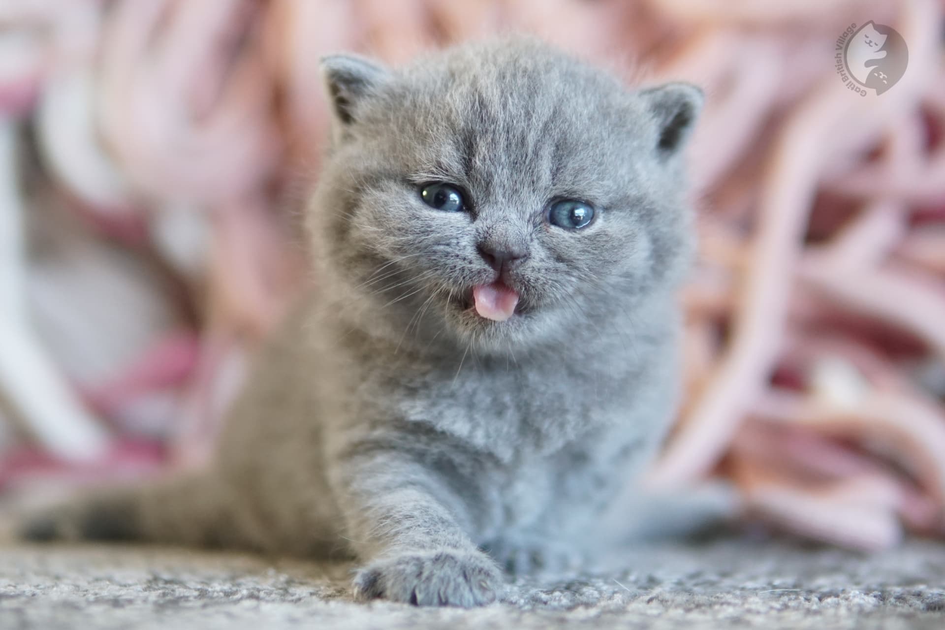 Filhote British Shorthair blue com as patinhas esticadas sobre o cobertor, em posição relaxada e tranquila