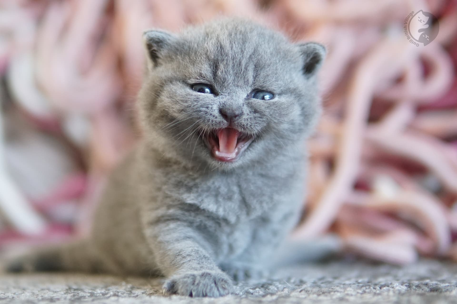 Filhote British Shorthair lilac olhando diretamente para a lente, com pelagem destacando sob o fundo branco