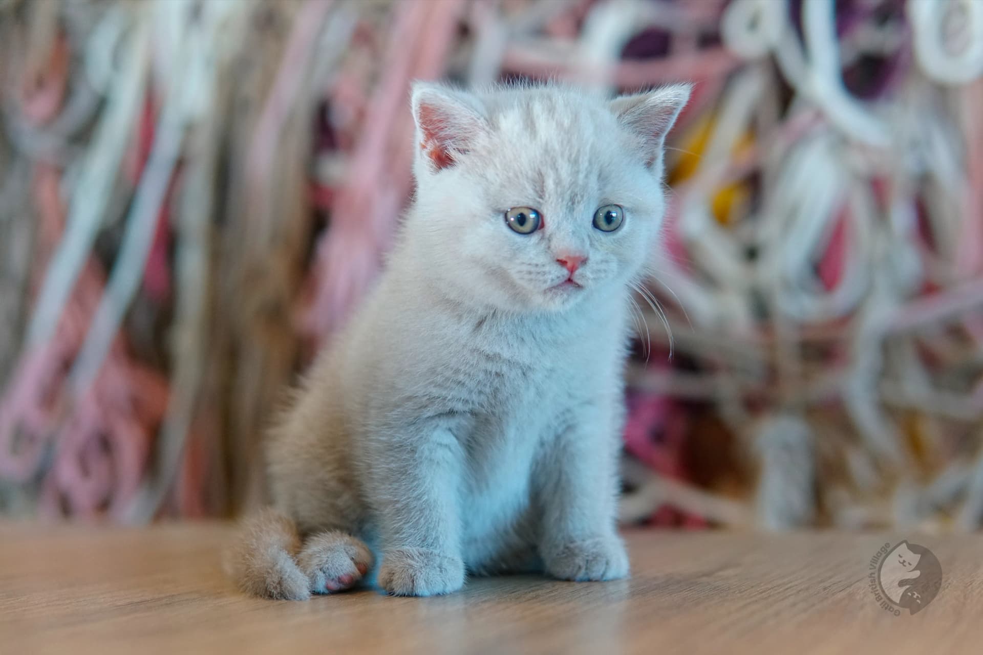 Filhote British Shorthair blue sentado sobre manta de algodão, com pelagem destacando sob o fundo branco