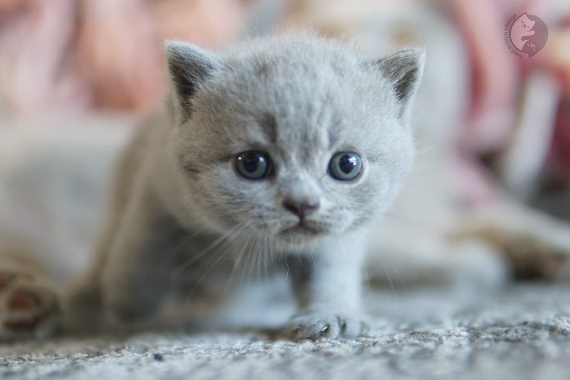 Filhote British Shorthair lilac dormindo profundamente, em estúdio com fundo neutro