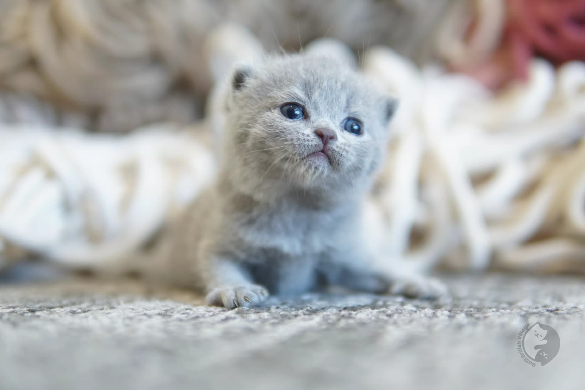 Filhote British Shorthair blue deitado entre almofadas felpudas, em estúdio com fundo neutro