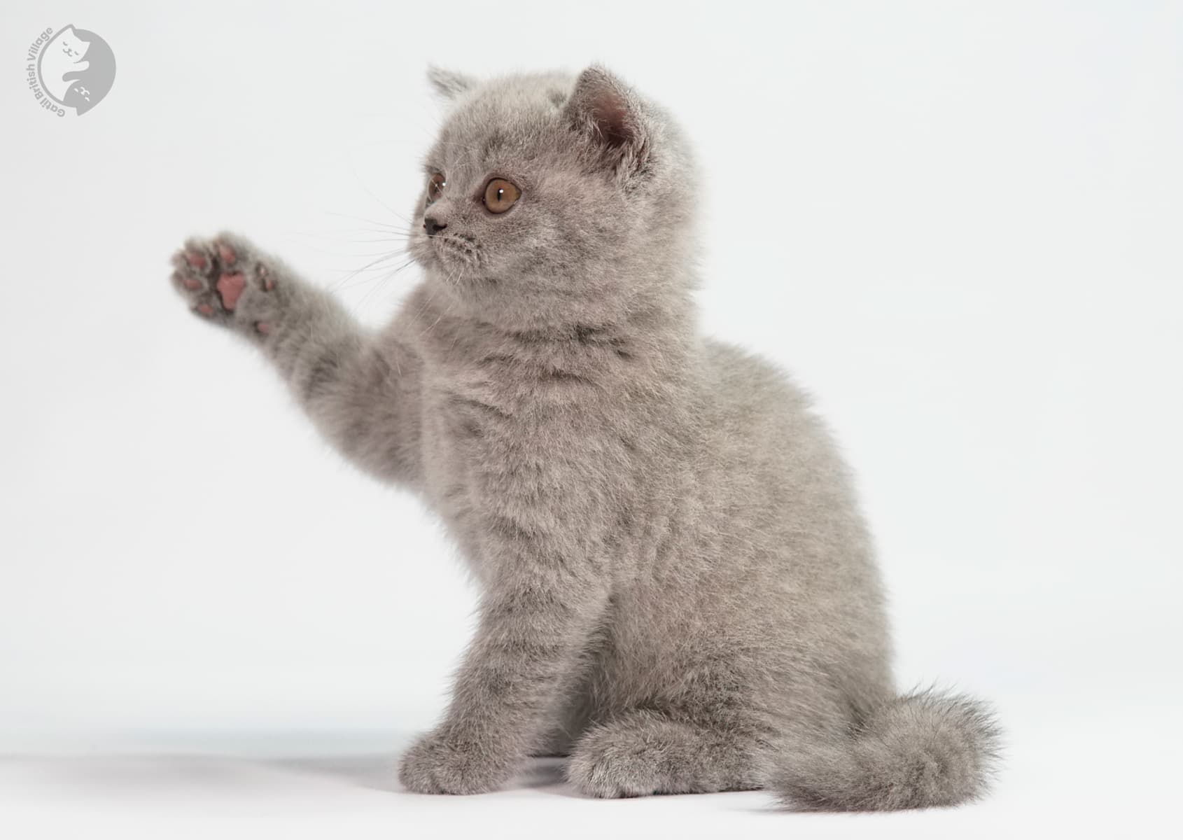 Gatinhas lilac e blue encostadas