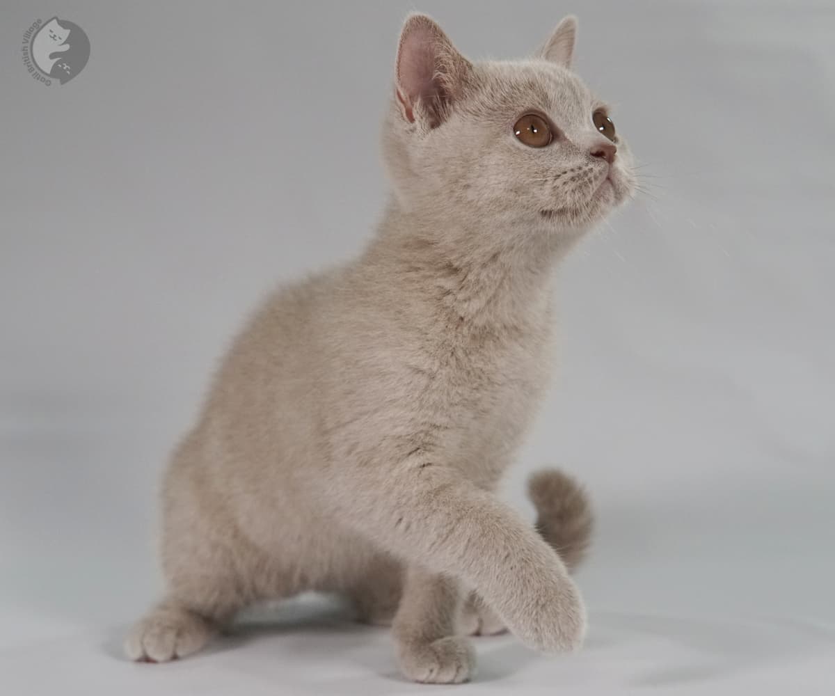 Gatinha dormindo sobre fundo branco