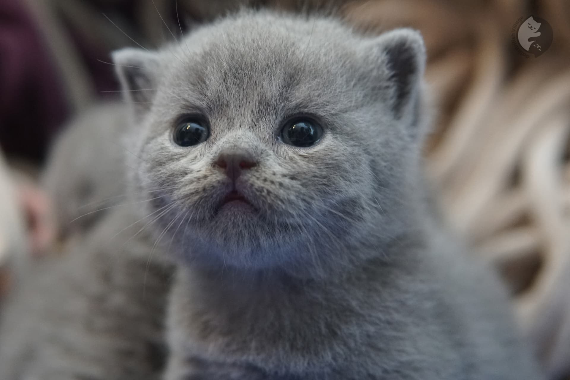 Filhote de gato da raça British Shorthair - foto 2