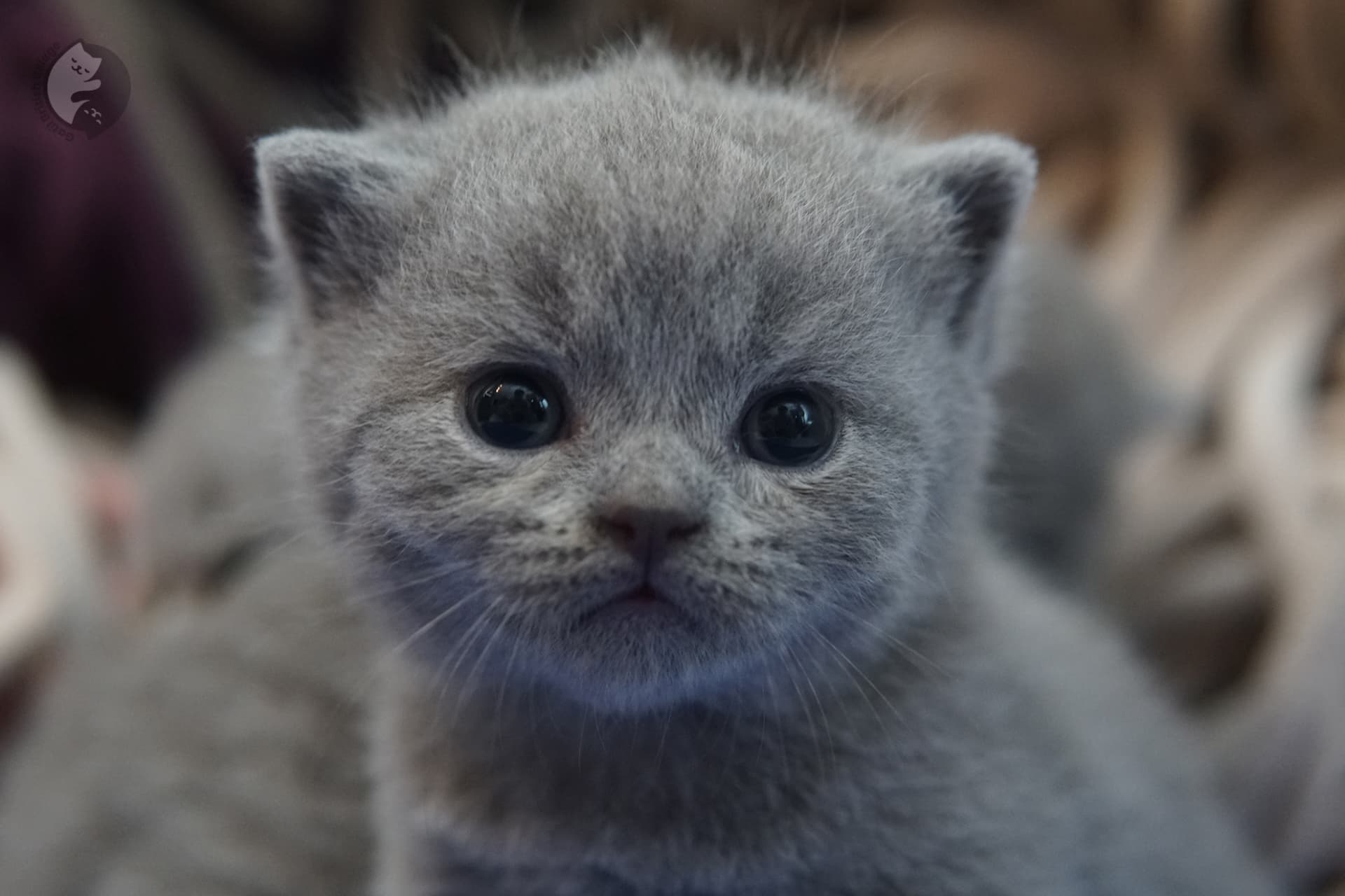 Filhote de gato da raça British Shorthair - foto 3