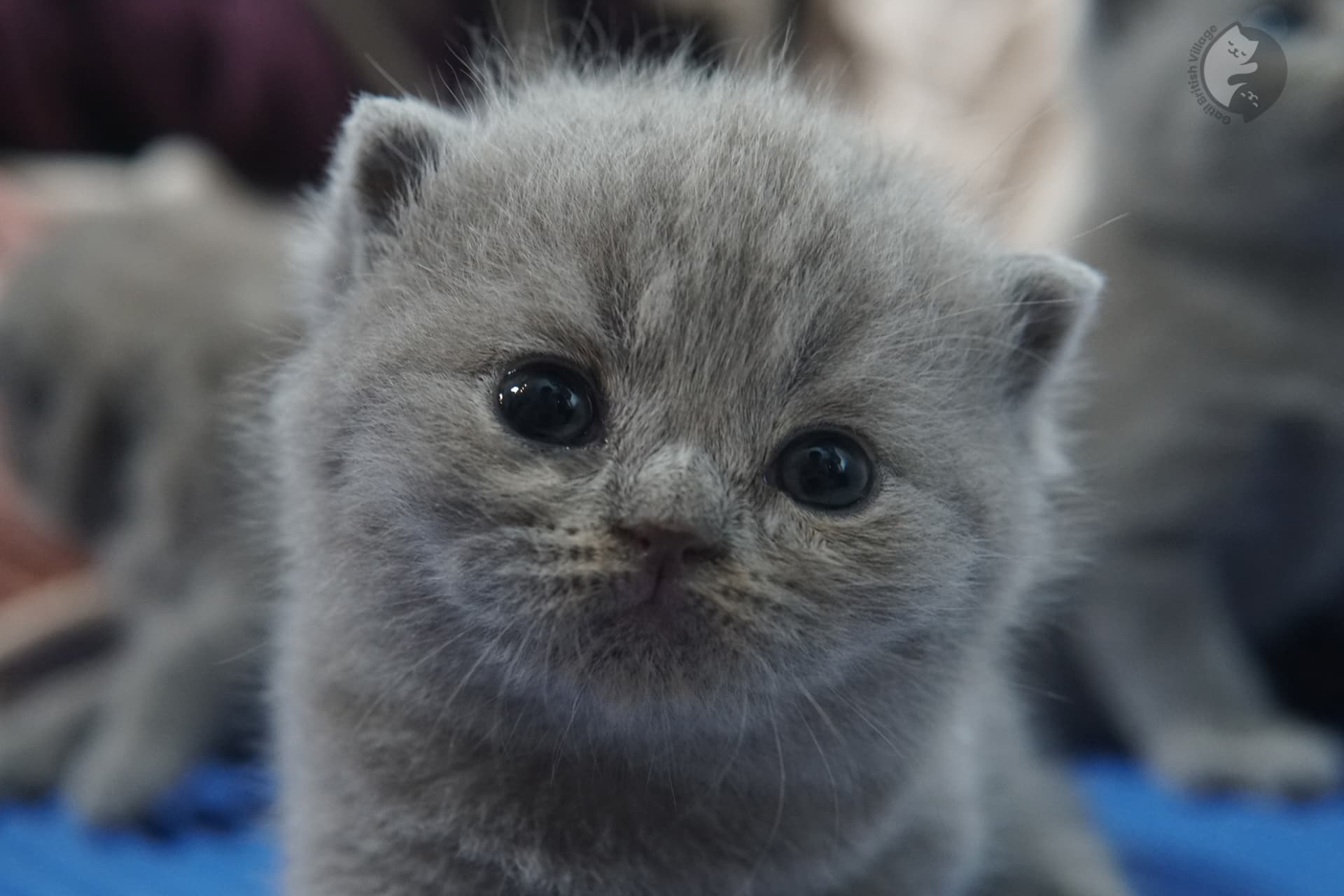 Filhote de gato da raça British Shorthair - foto 5