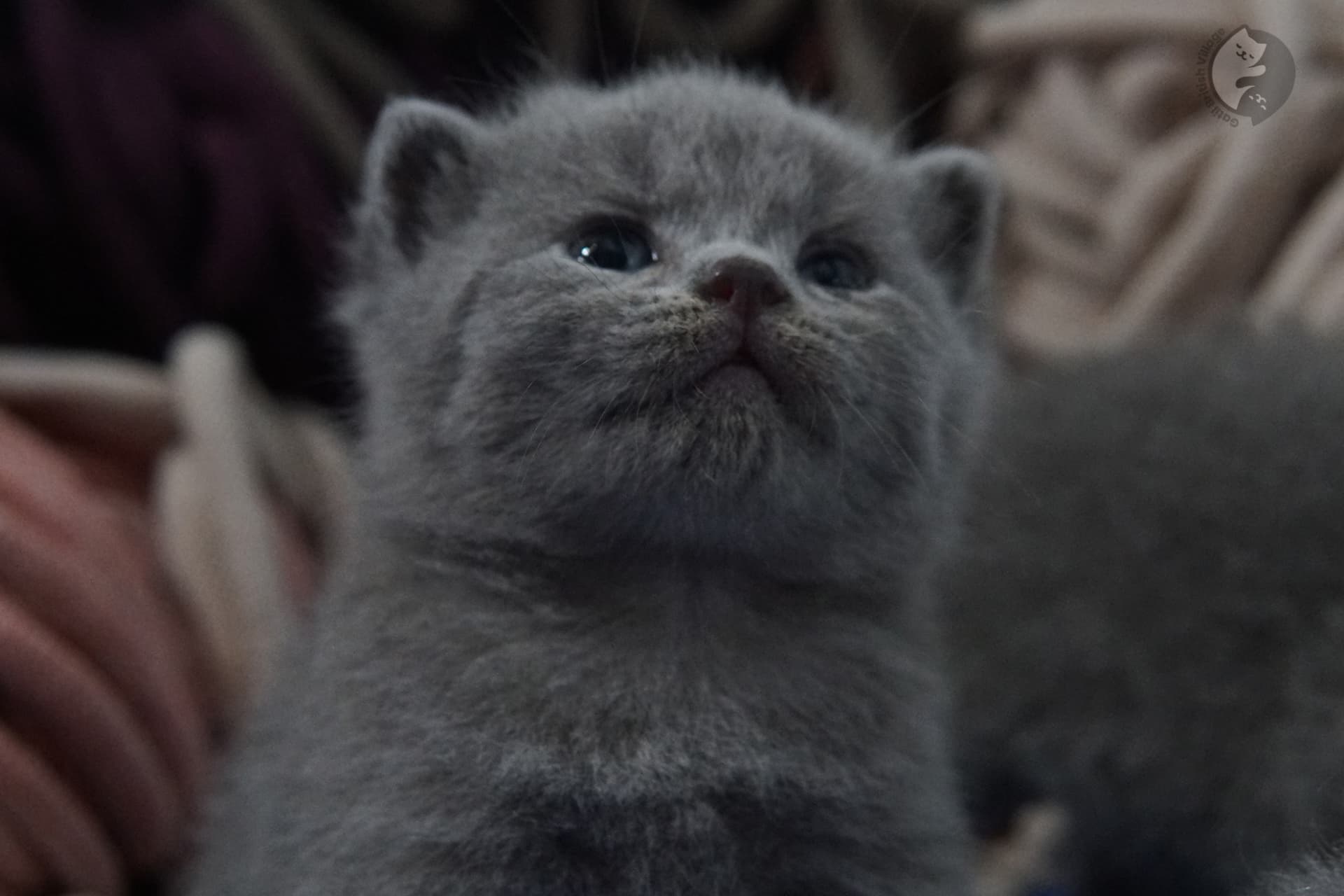 Filhote de gato da raça British Shorthair - foto 8