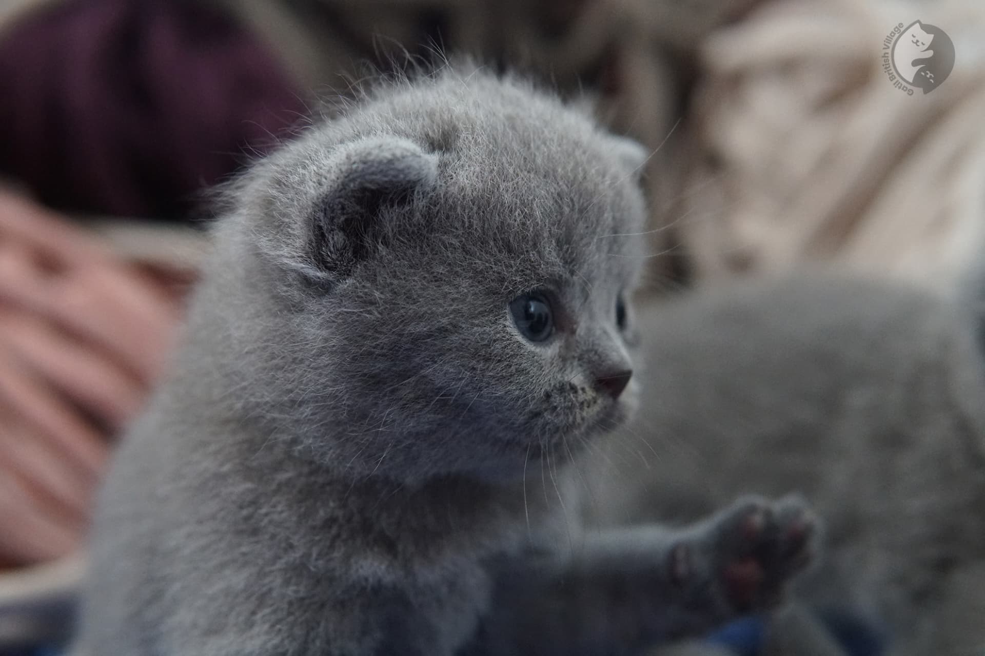 Filhote de gato da raça British Shorthair - foto 9
