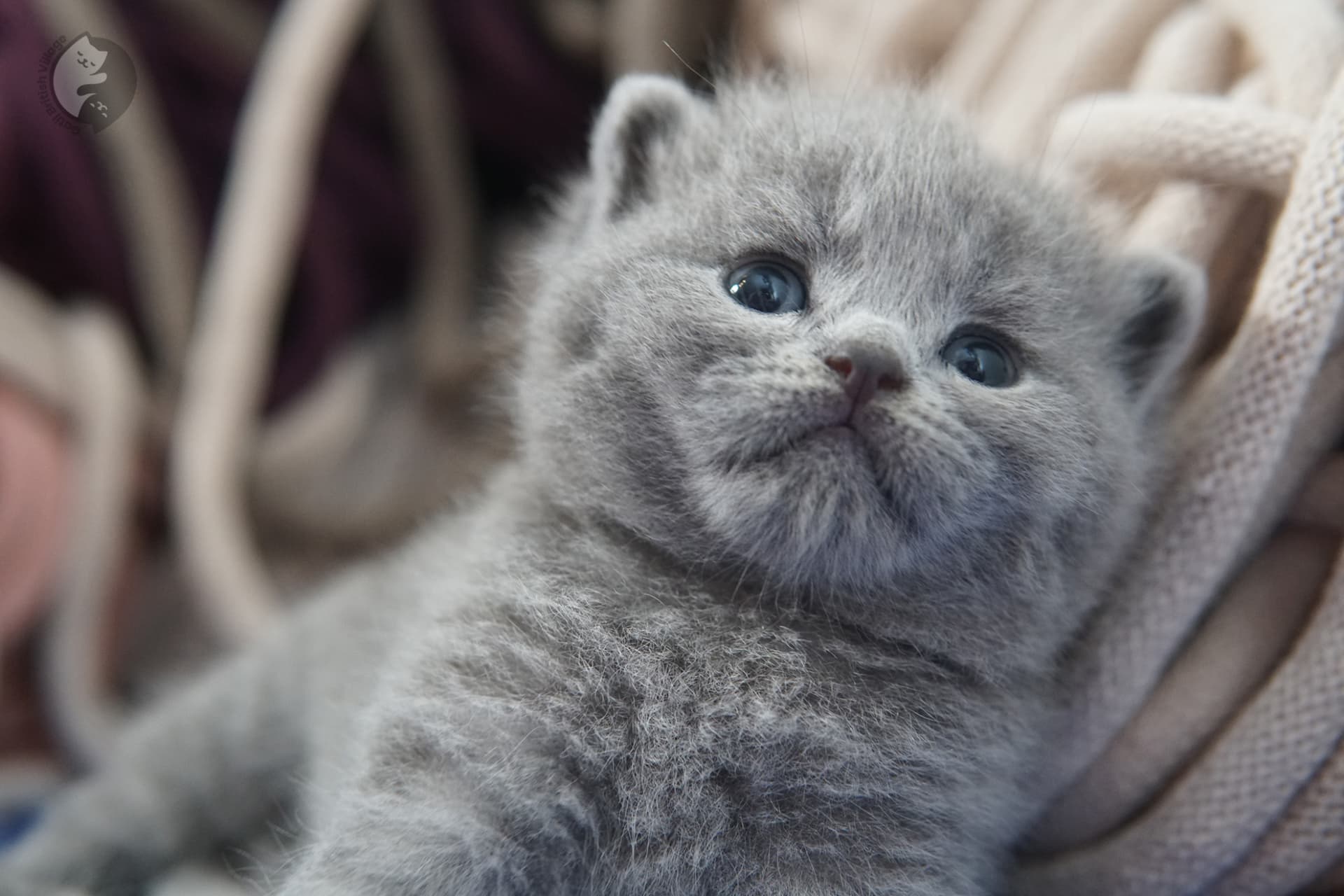 Filhote de gato da raça British Shorthair - foto 10