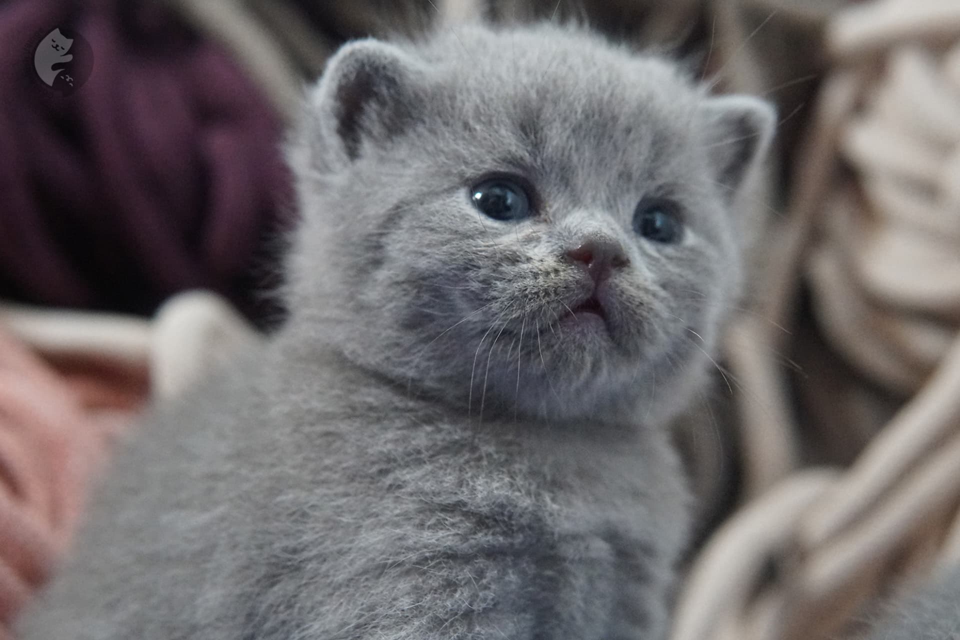 Filhote de gato da raça British Shorthair - foto 12