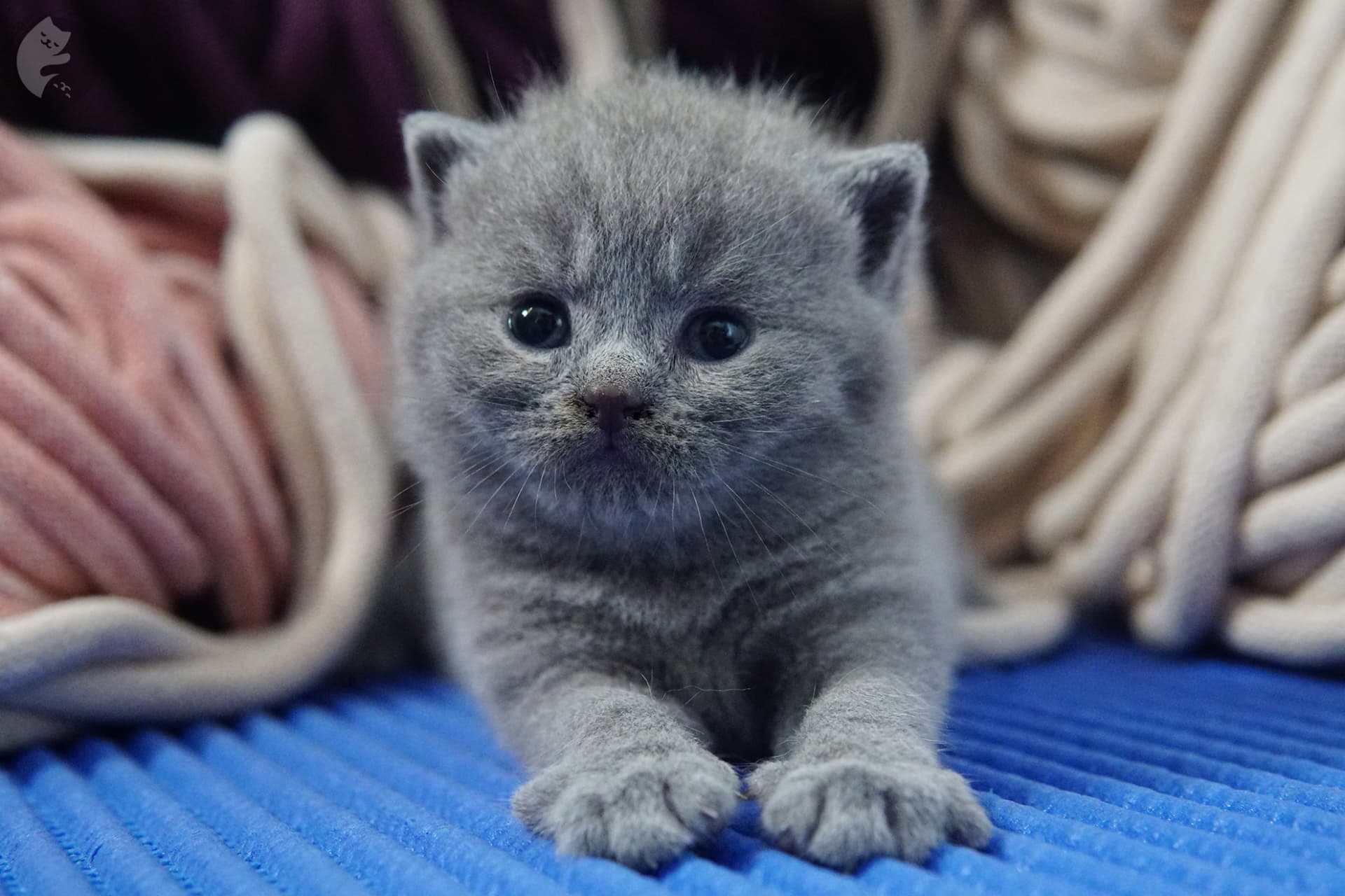 Filhote de gato da raça British Shorthair - foto 16