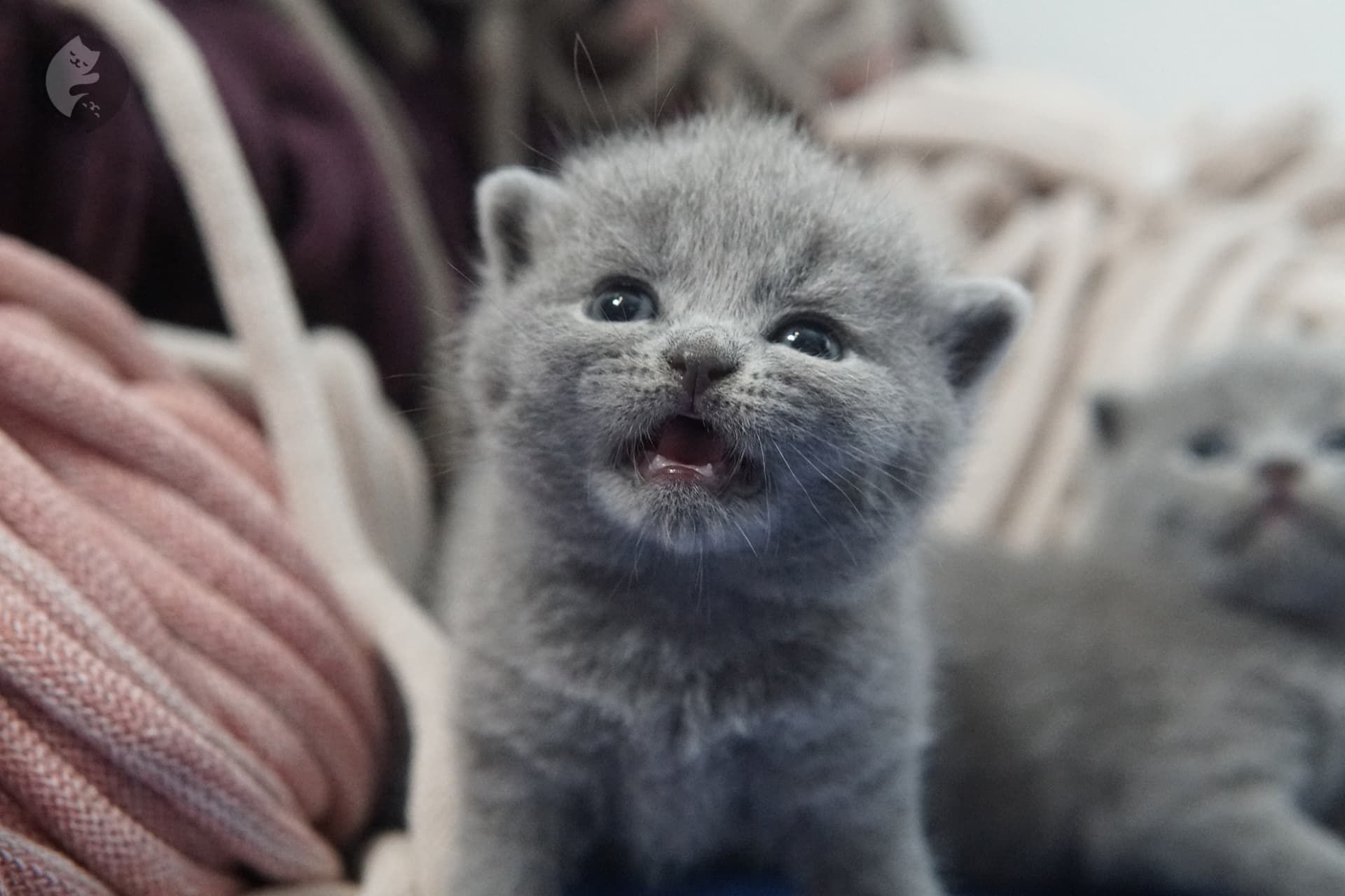 Filhote de gato da raça British Shorthair - foto 19