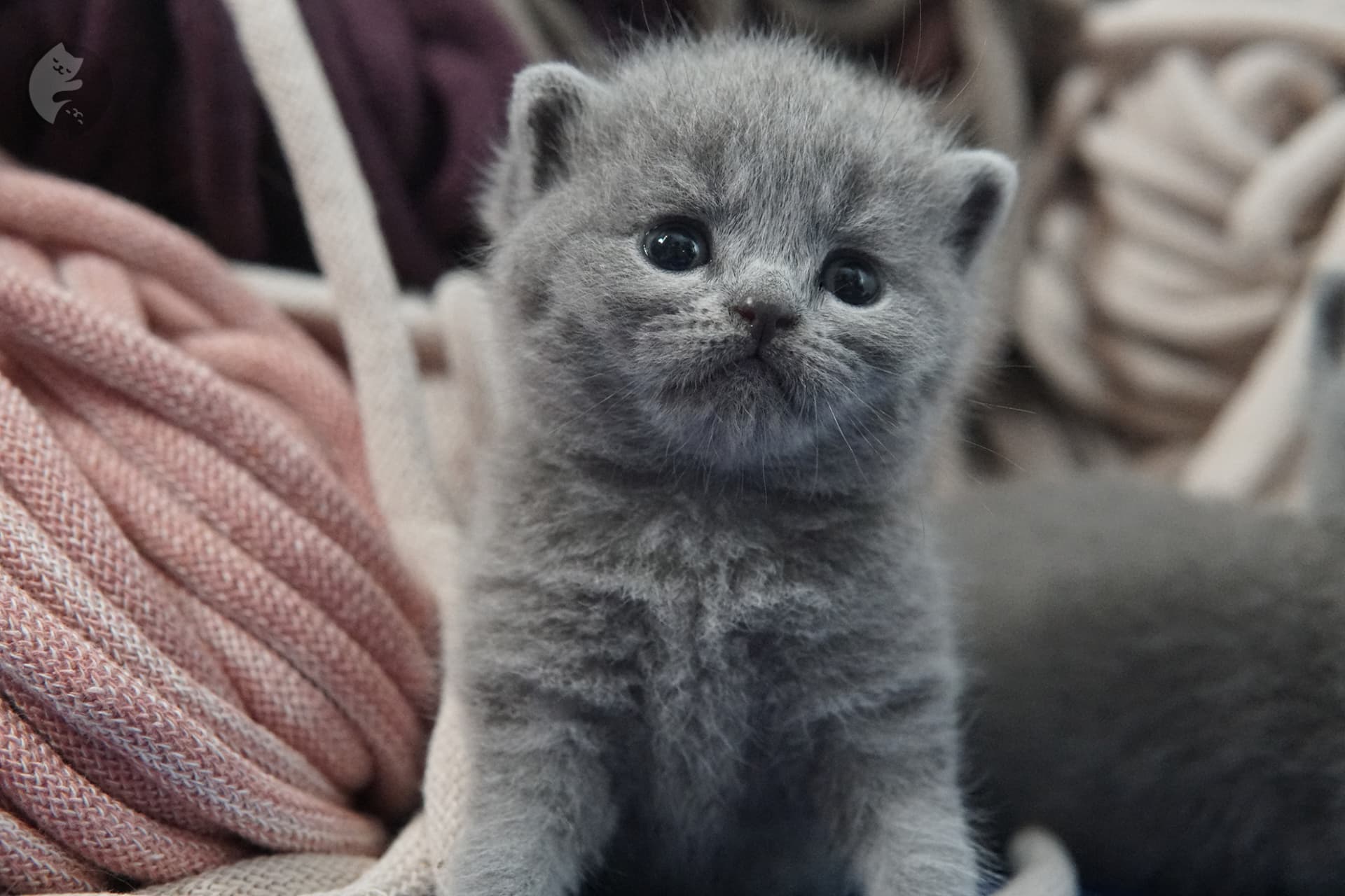 Filhote de gato da raça British Shorthair - foto 20