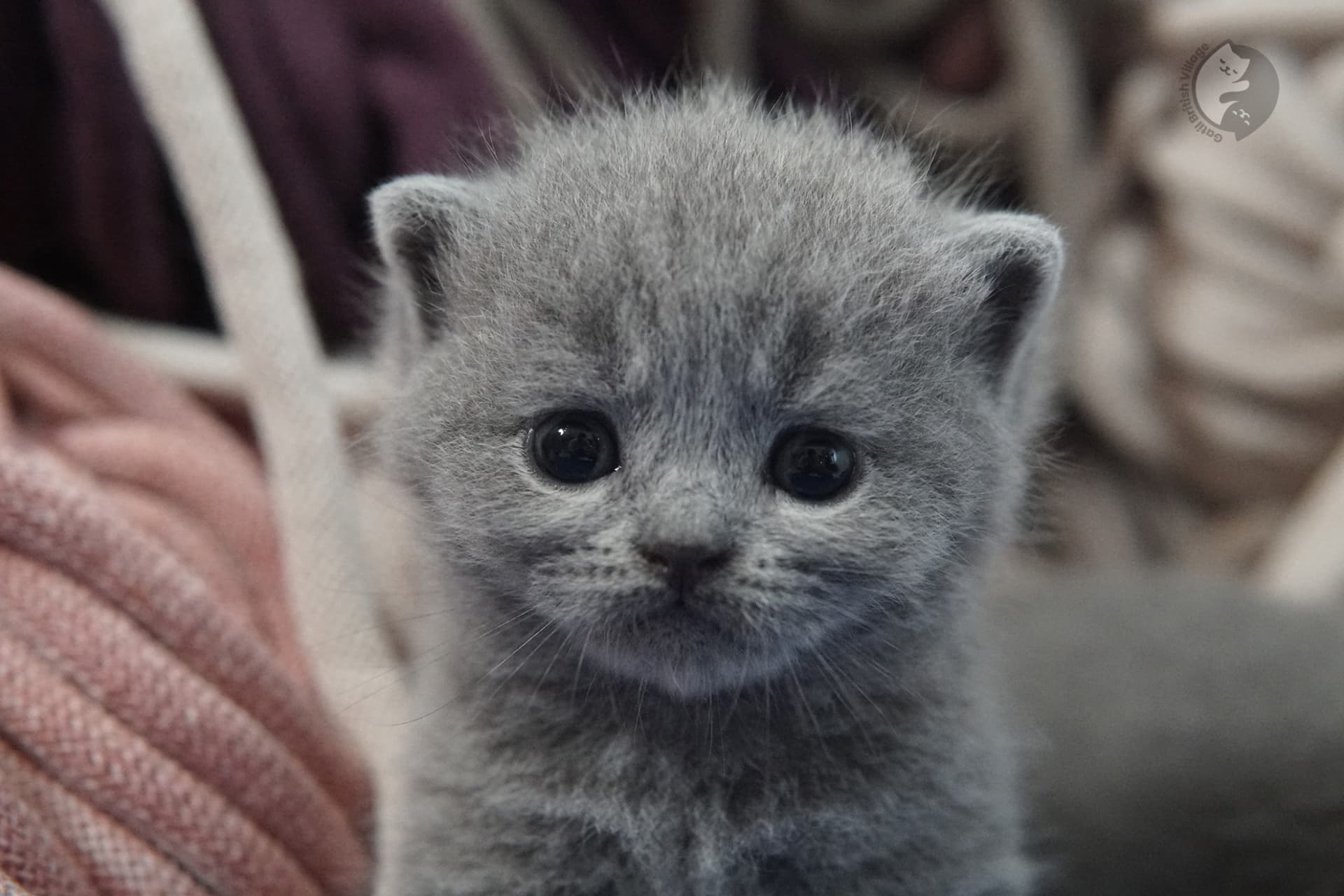 Filhote de gato da raça British Shorthair - foto 21