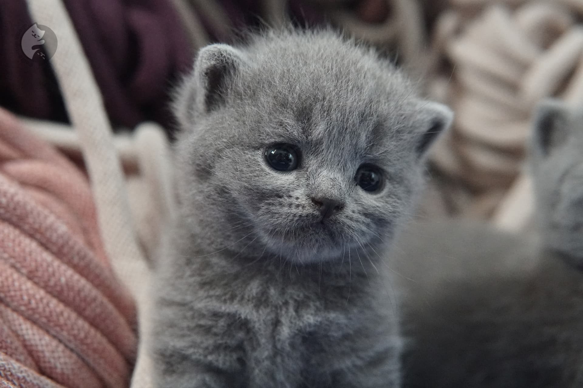 Filhote de gato da raça British Shorthair - foto 22