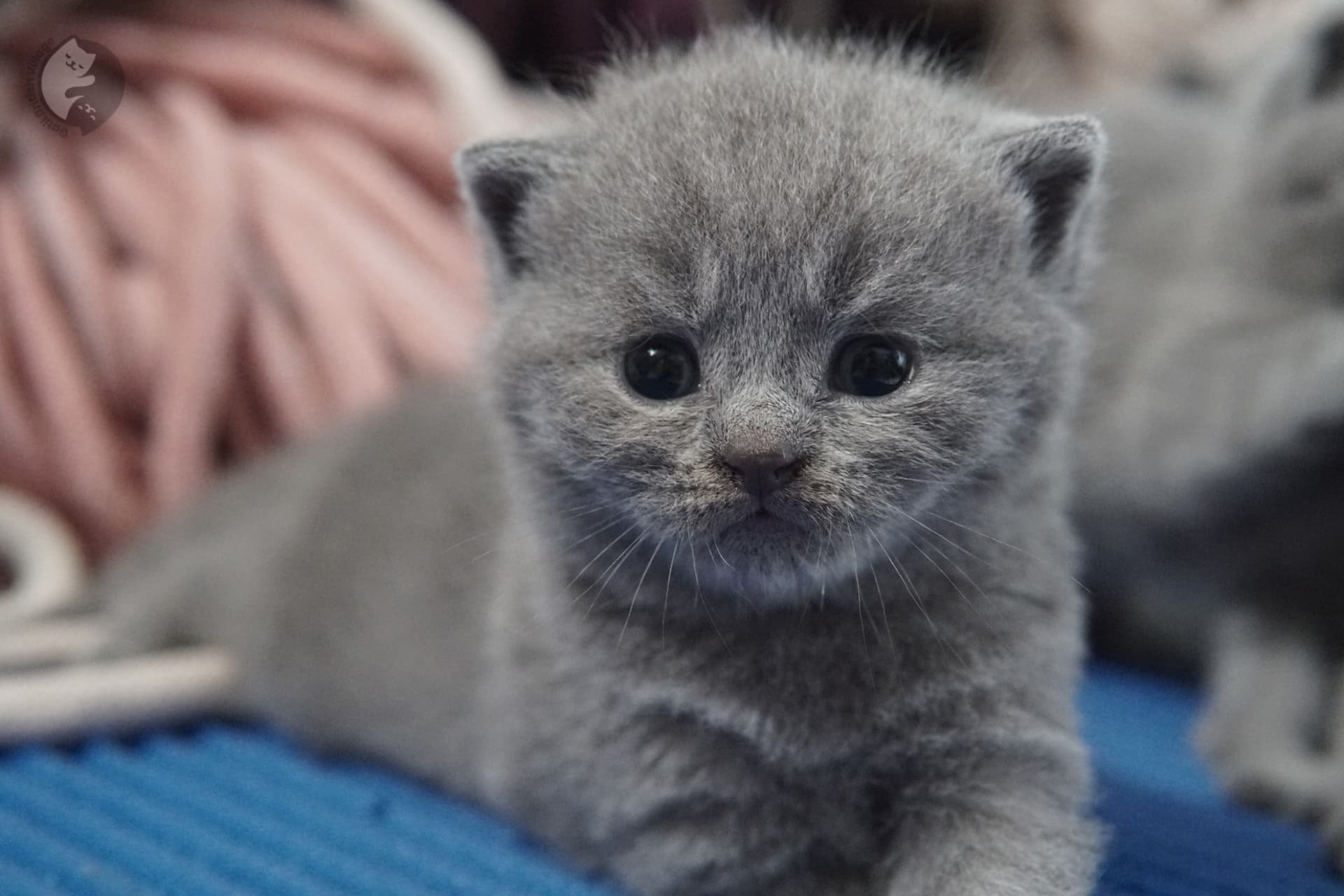 Filhote de gato da raça British Shorthair - foto 23