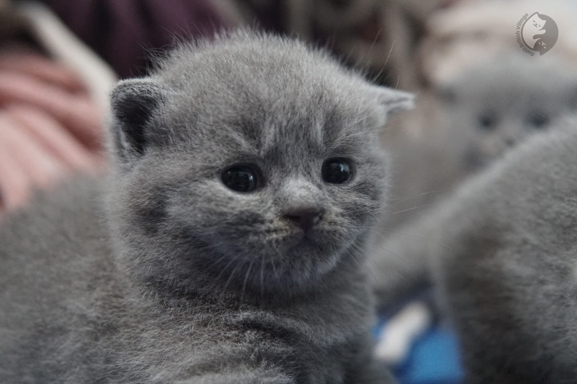 Filhote de gato da raça British Shorthair - foto 24