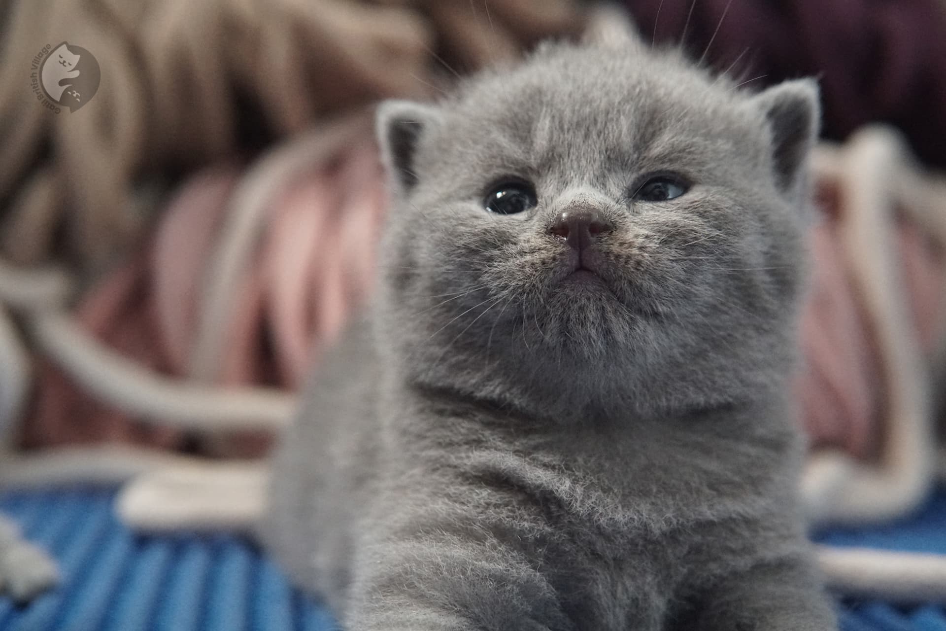 Filhote de gato da raça British Shorthair - foto 25