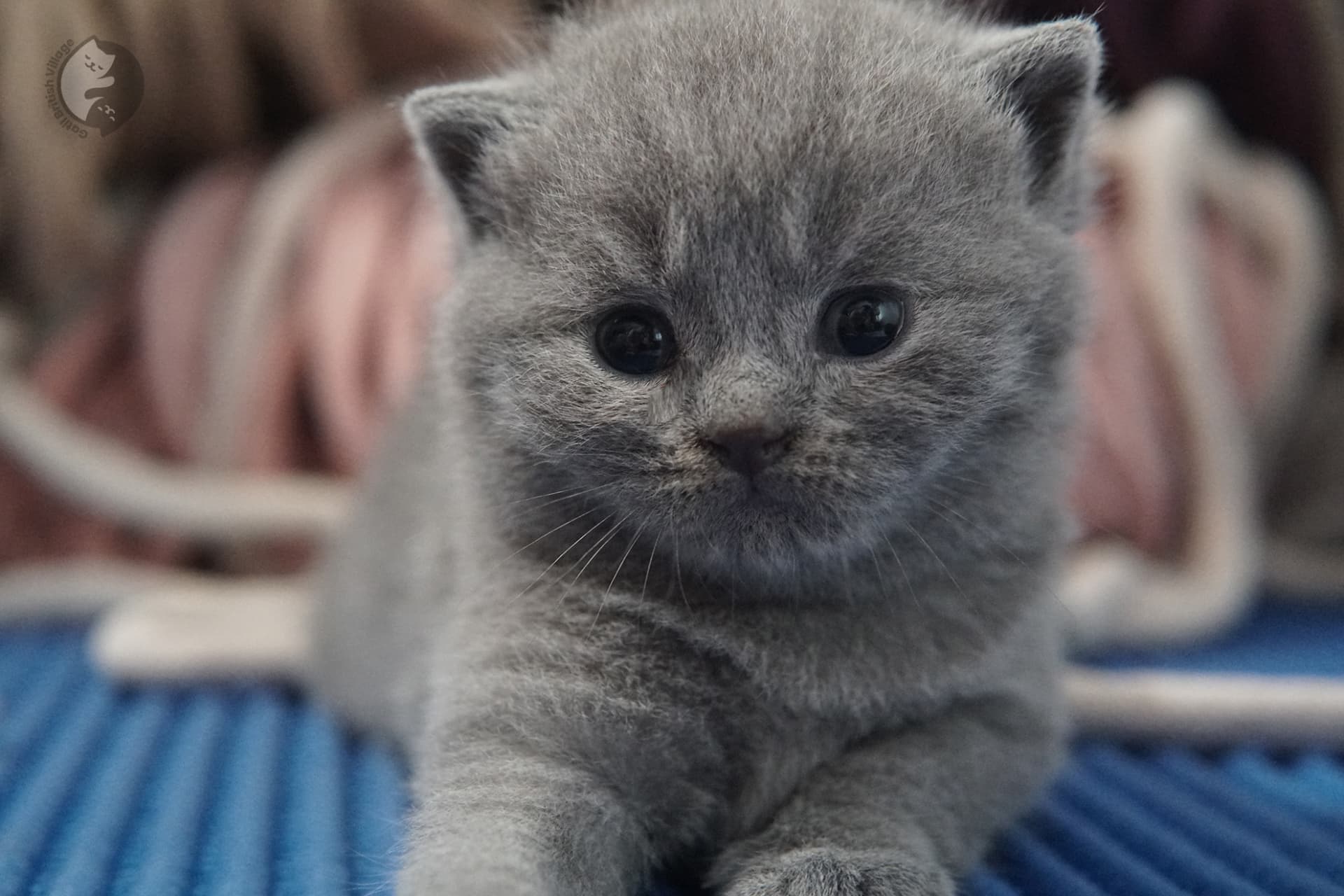 Filhote de gato da raça British Shorthair - foto 26