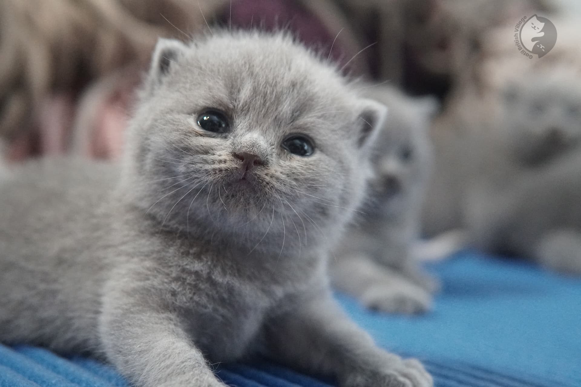 Filhote de gato da raça British Shorthair - foto 27