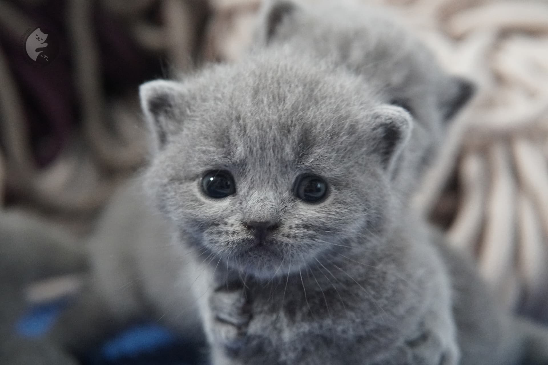 Filhote de gato da raça British Shorthair - foto 28