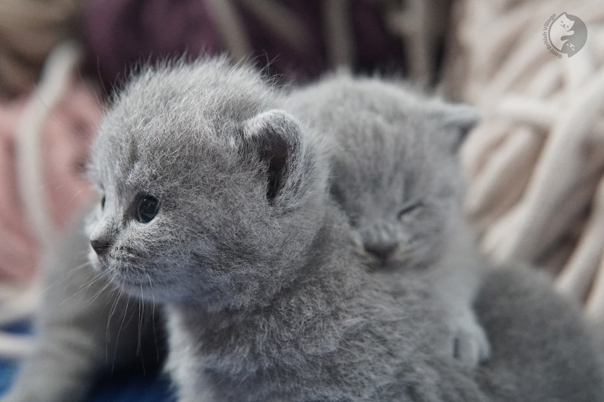 Filhote de gato da raça British Shorthair - foto 29