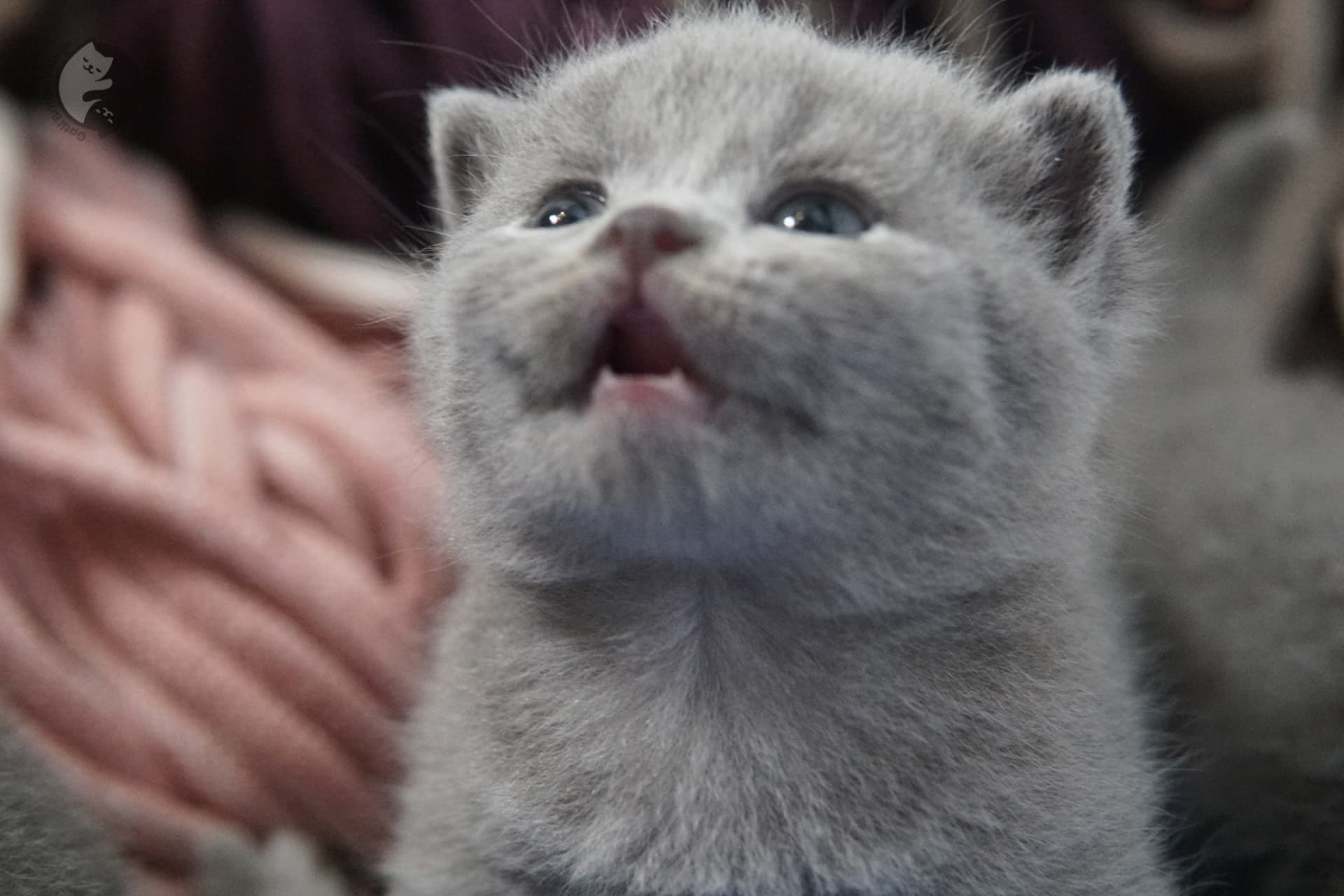 Filhote de gato da raça British Shorthair - foto 30