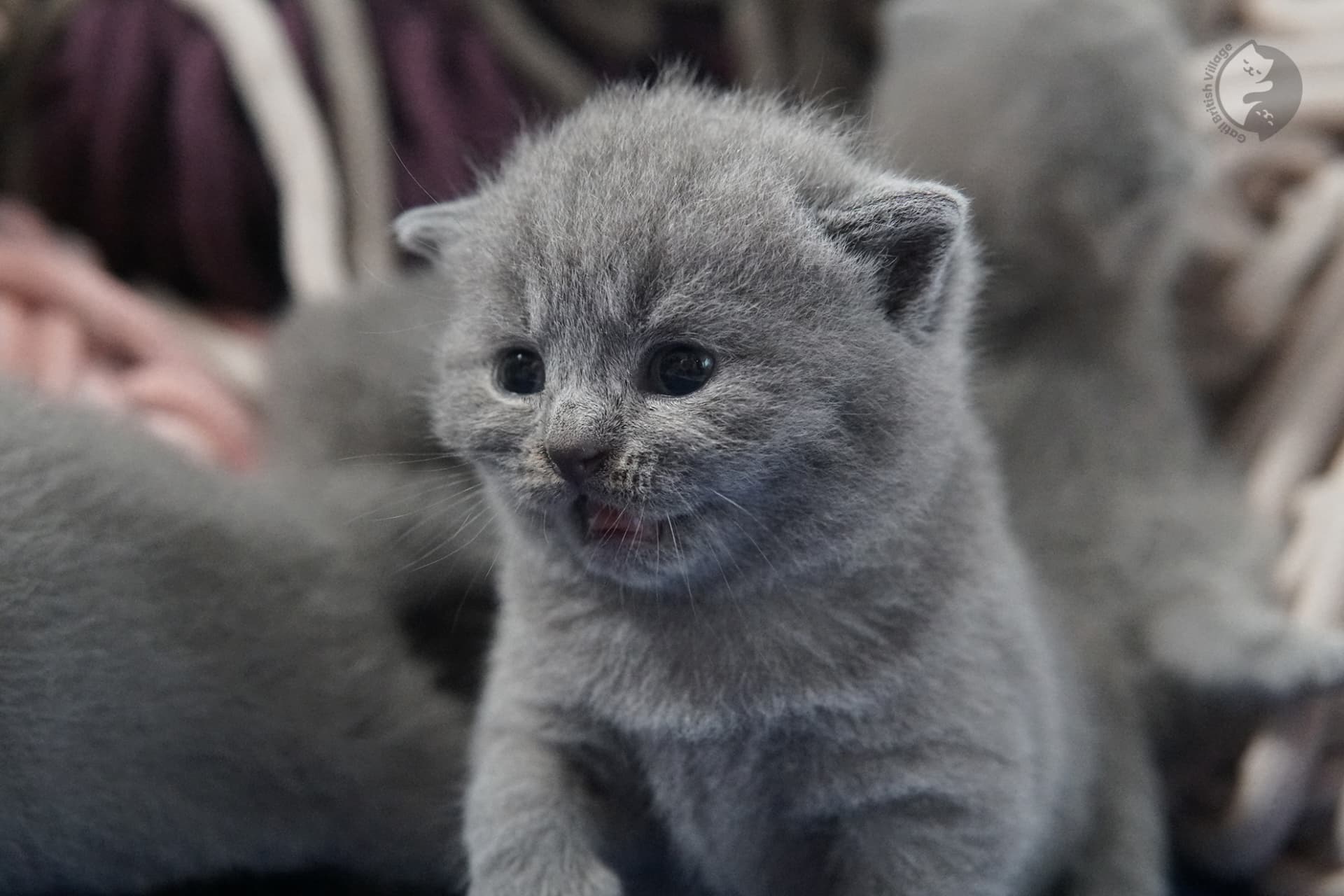 Filhote de gato da raça British Shorthair - foto 31