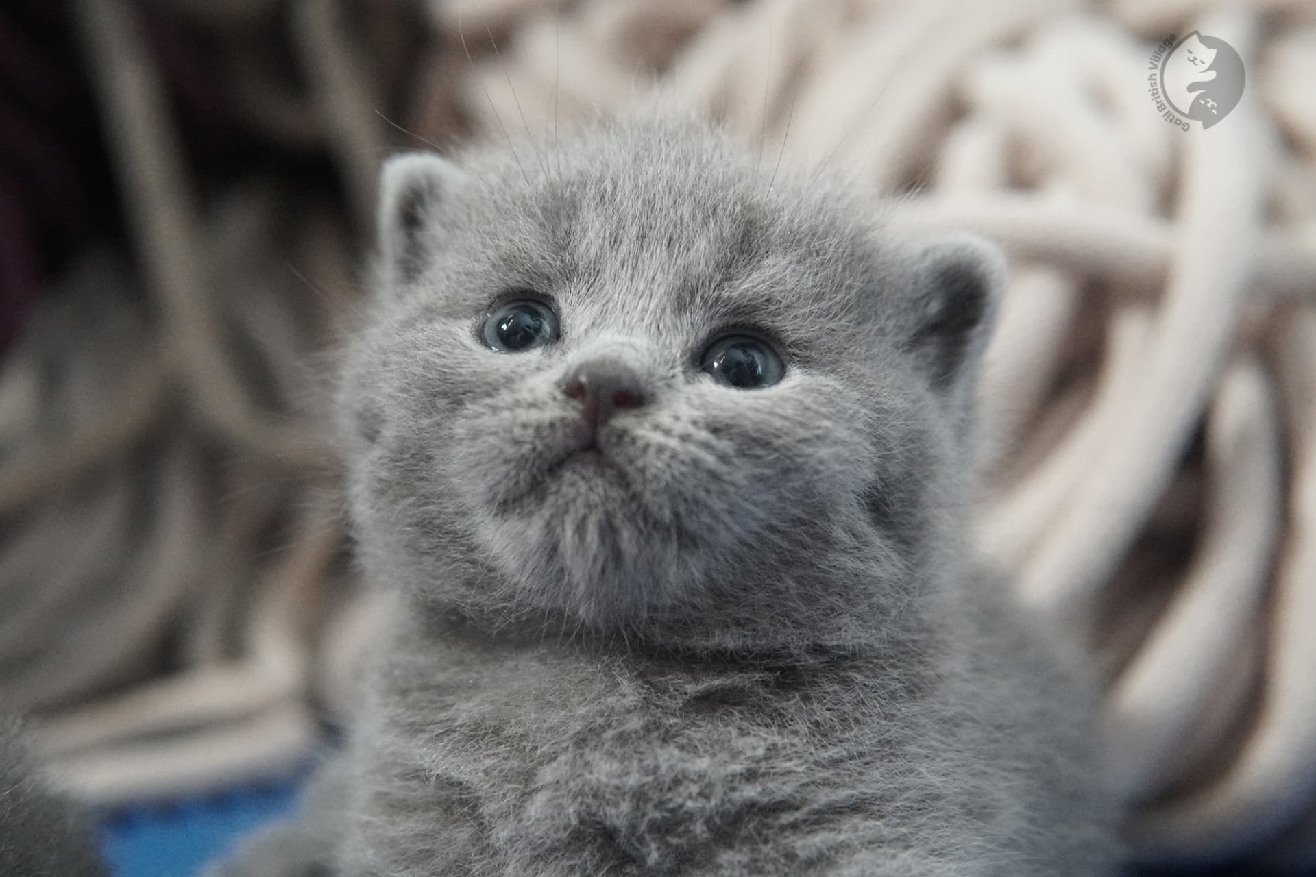 Filhote de gato da raça British Shorthair - foto 33