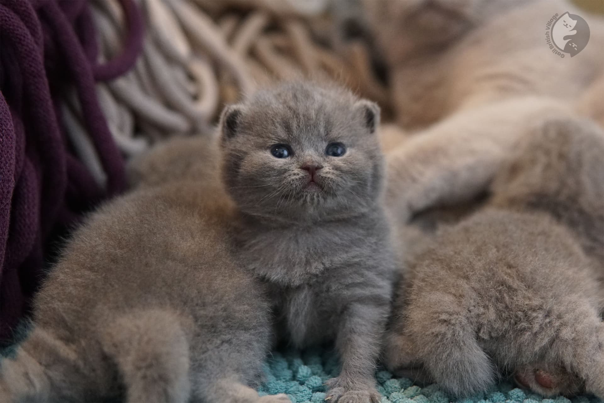 Blue Shorthair analisando ambiente